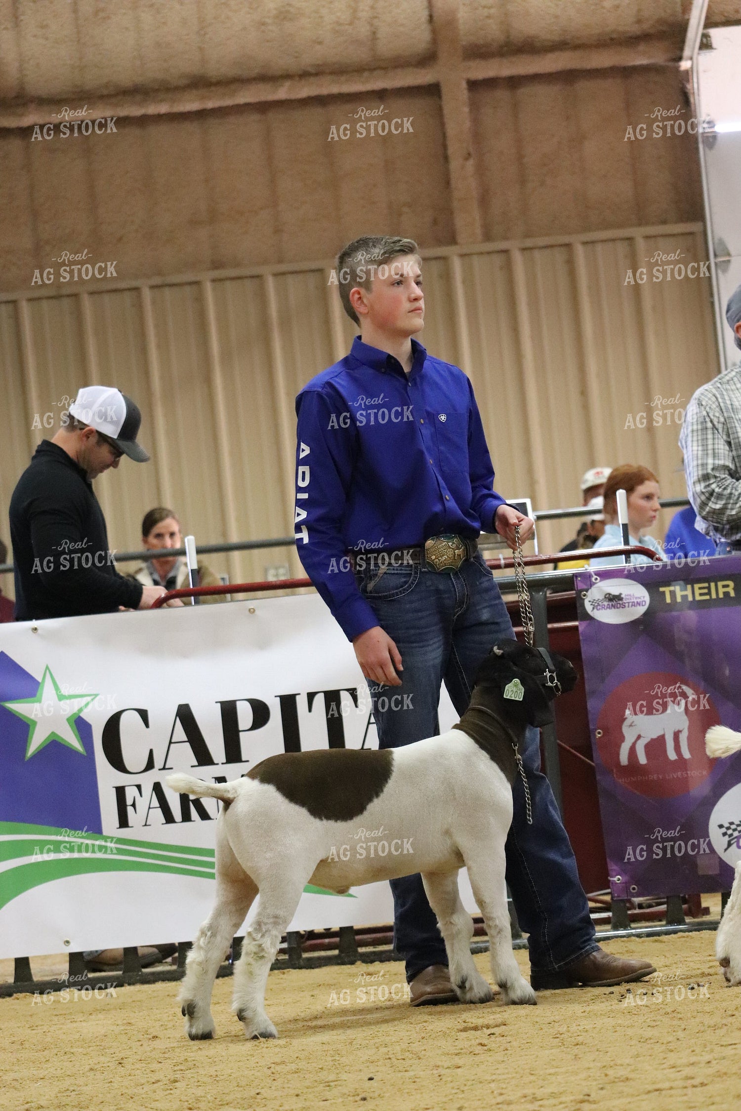 Showing Goats 102144