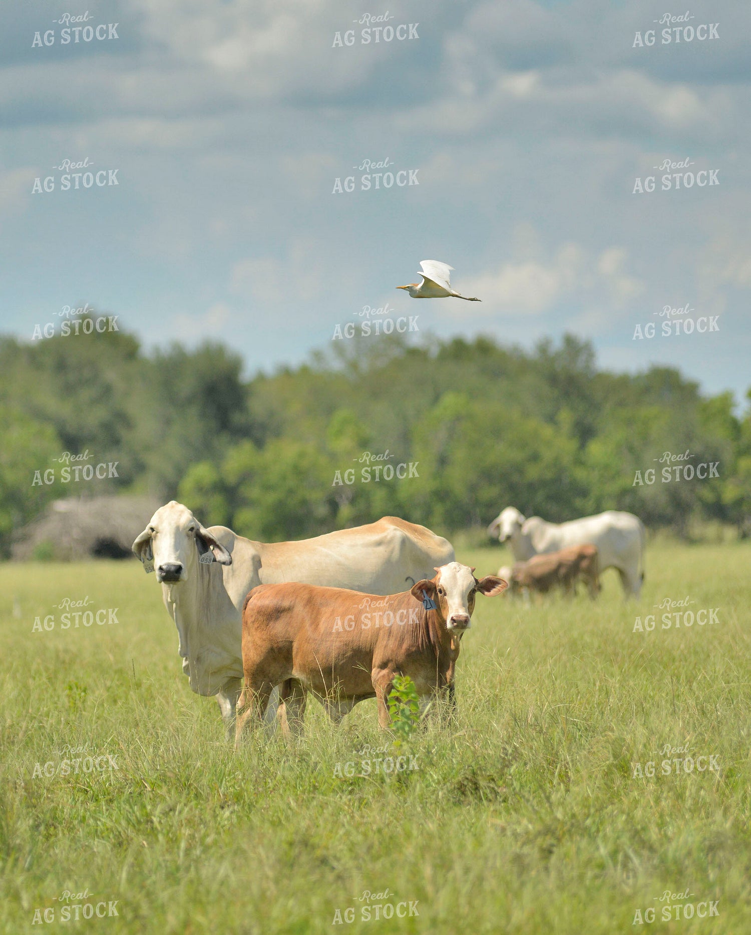 Brahman Cattle 110012