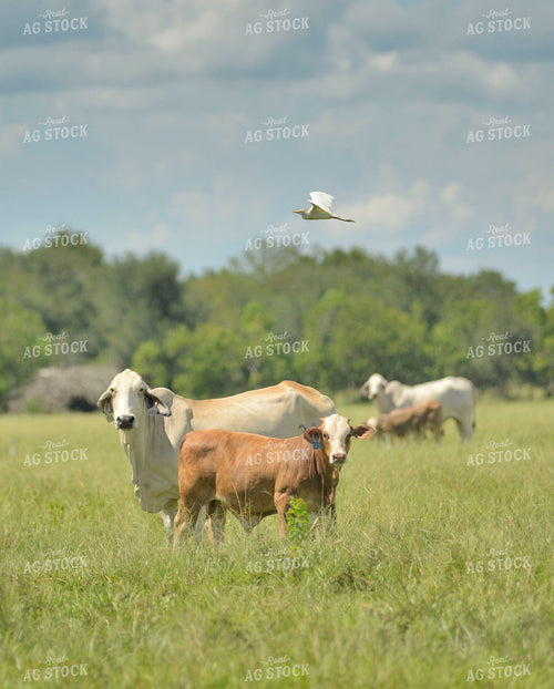 Brahman Cattle 110012