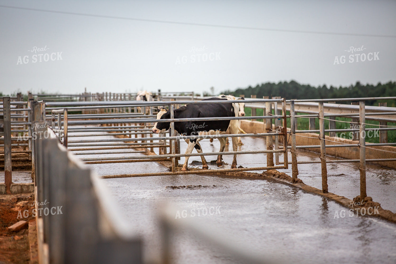 Holstein Cattle 270222
