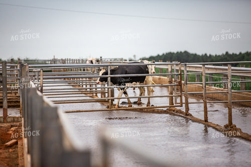 Holstein Cattle 270222