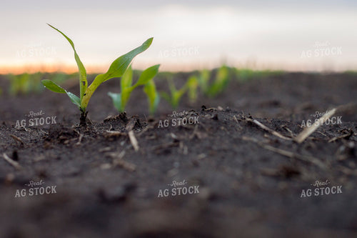Corn - Early Growth 1182
