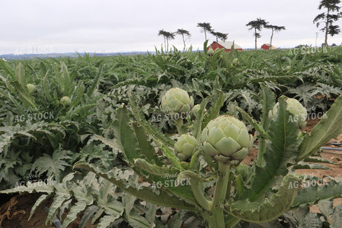 Artichokes 105084