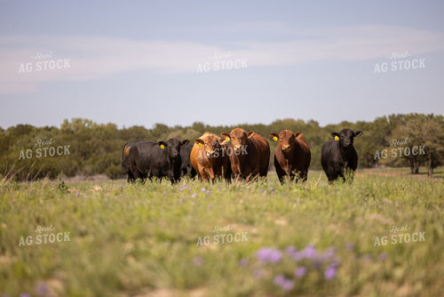 Angus Cattle 99039