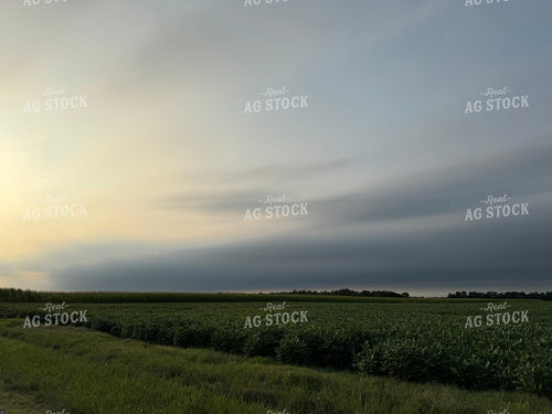 Midseason Soybean Field with Storm Clouds 228017