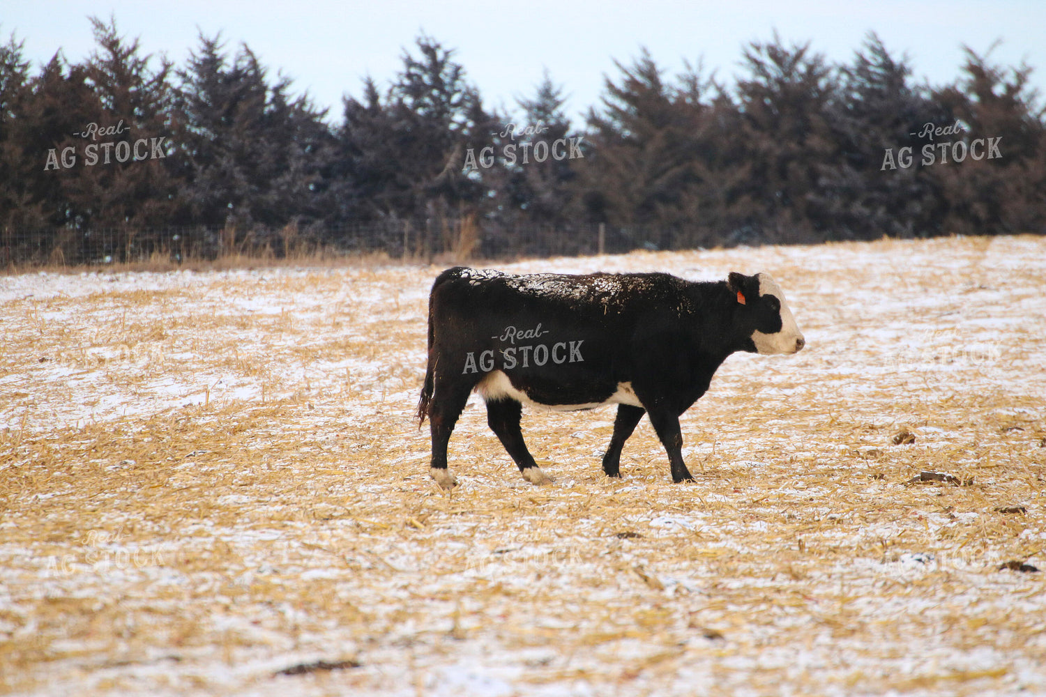 Black Baldy in Snow 82370