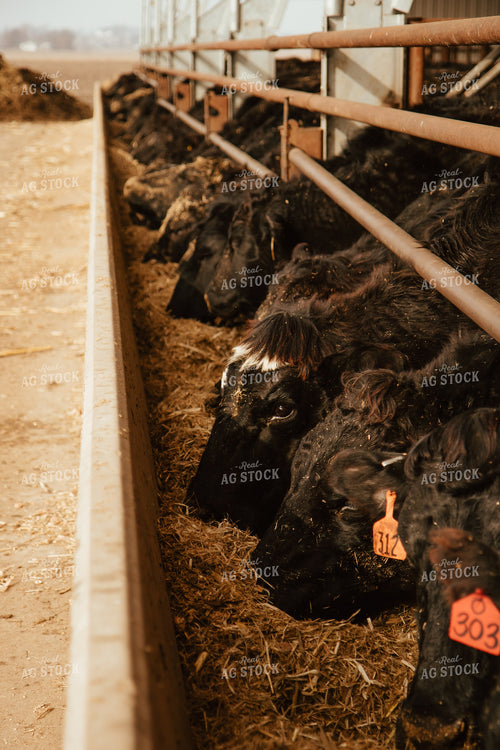 Cattle Eating in Feedlot 67624