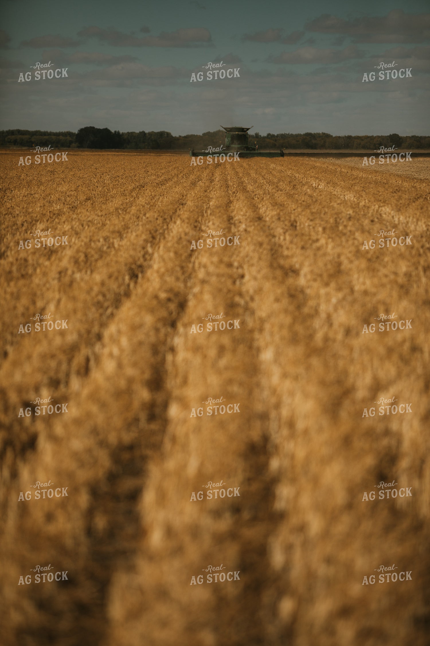Combine Harvesting Beans 3293