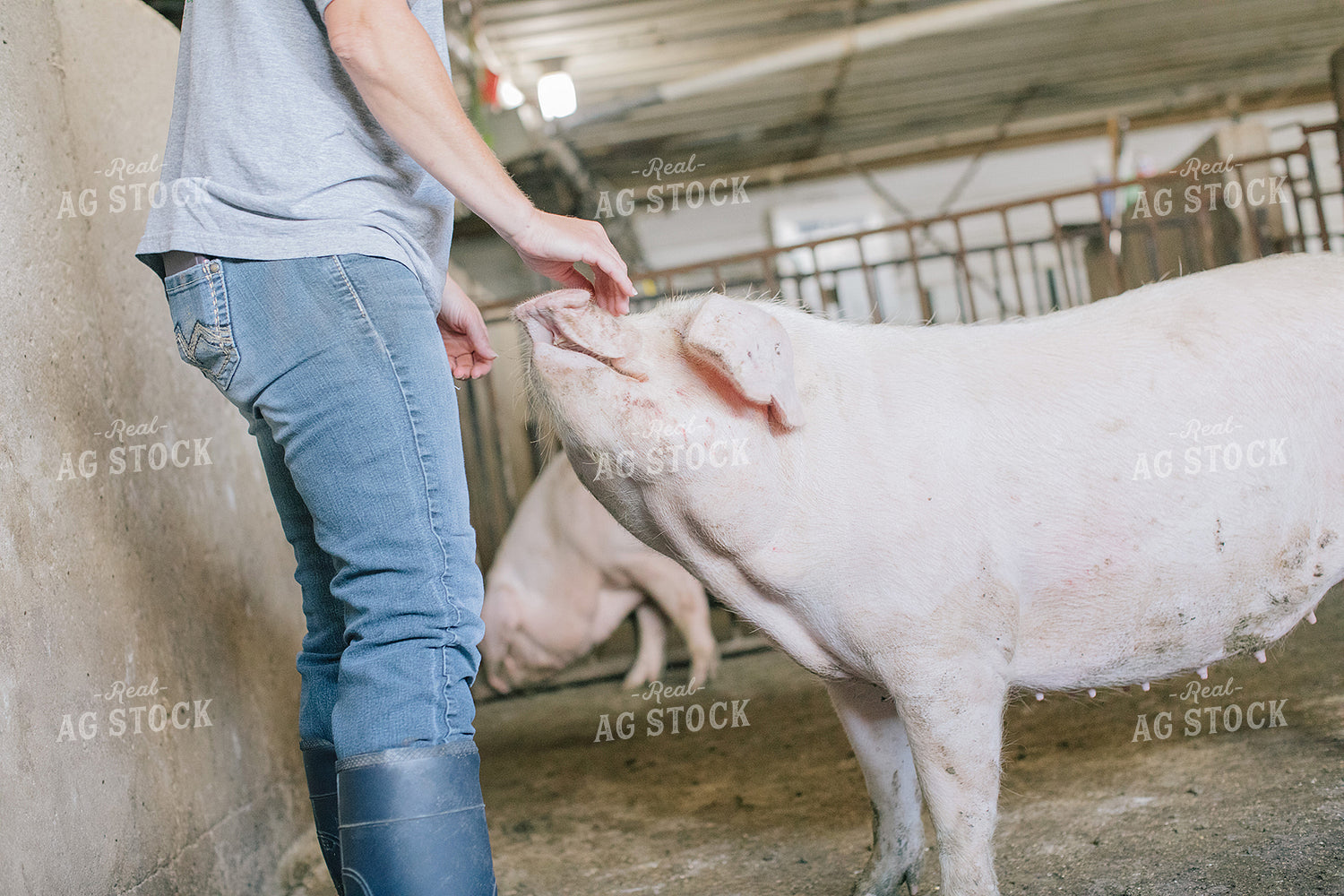 Pig in Pen in Modern Barn 3223