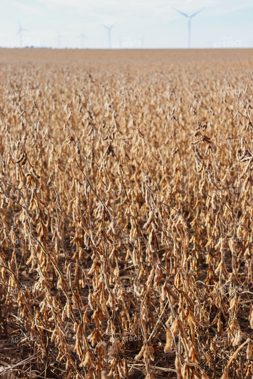 Dried Soybean Field with Windmills 67032