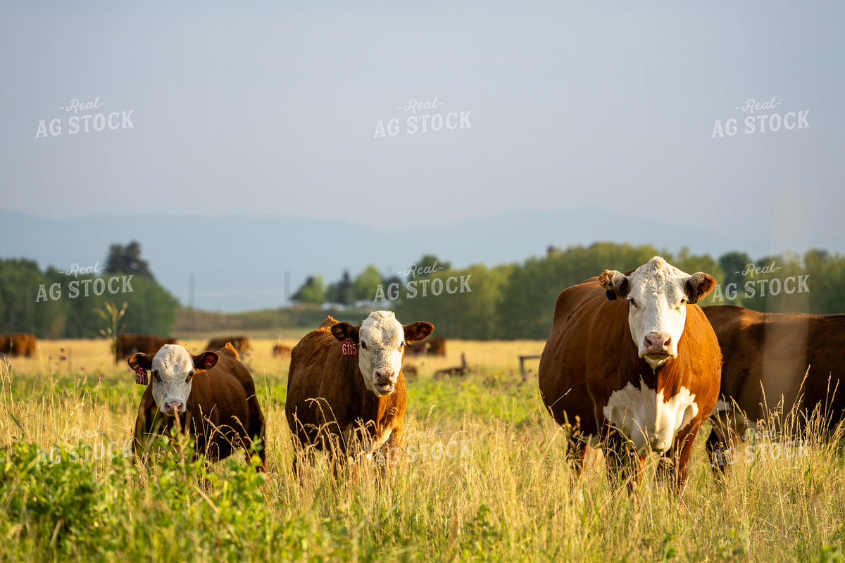 Hereford Cattle on Pasture 65951