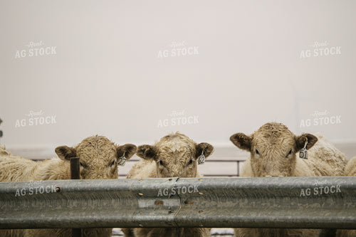 Cattle in Feedlot 70106