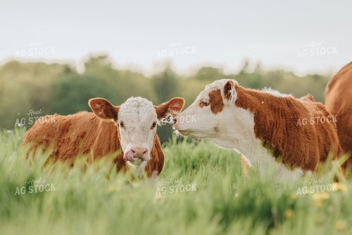 Hereford Calf in Pasture 68094