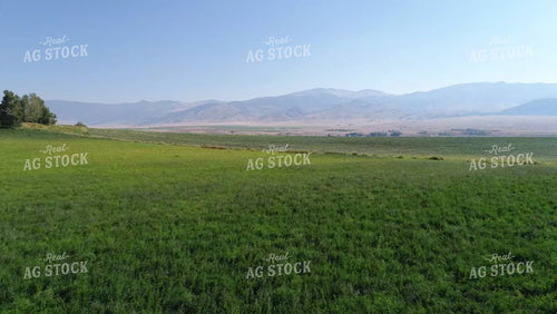 Cutting Alfalfa Field 51054