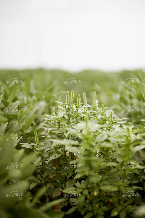 Pigweed 125163