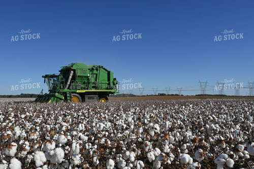 Cotton Harvest 149029