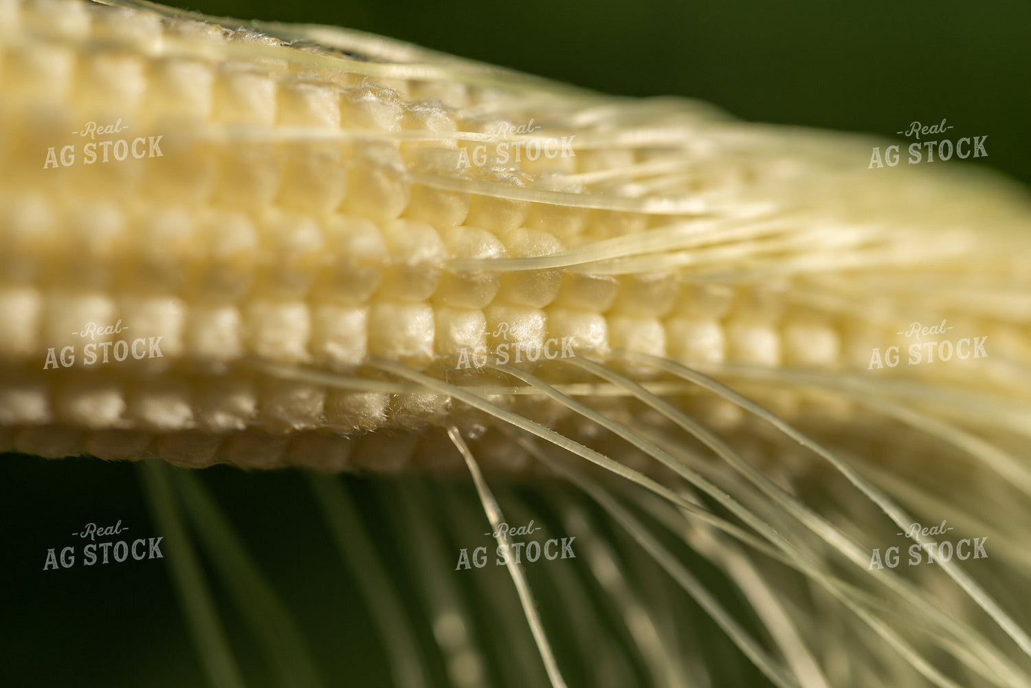 Ear of Corn 76254