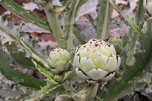 Artichokes 105080