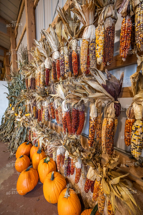 Maize 270411