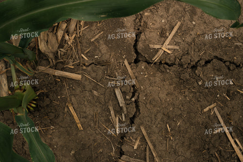 Dry Soil in Corn Field 25987