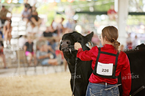Showing Cattle 127107
