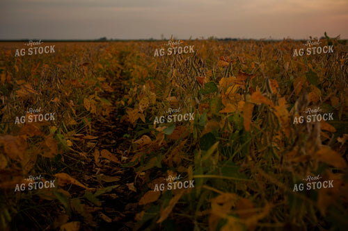 Soybeans - Mid-Season 2362