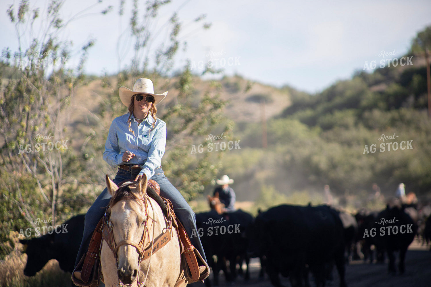 Cowgirl on Cattle Drive 117378