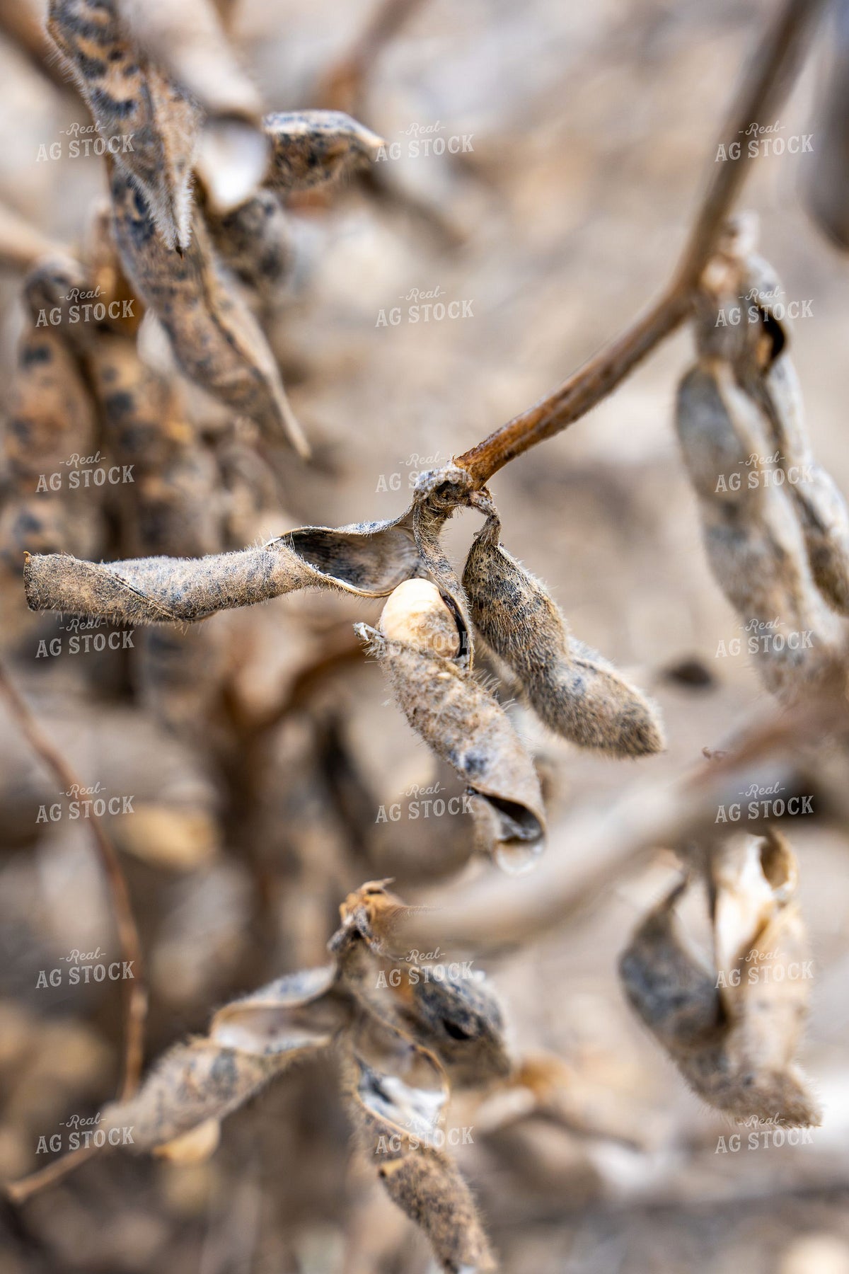 Dried Soybean Pods Ready for Harvest due to pod splitting from heat and moisture. 407009