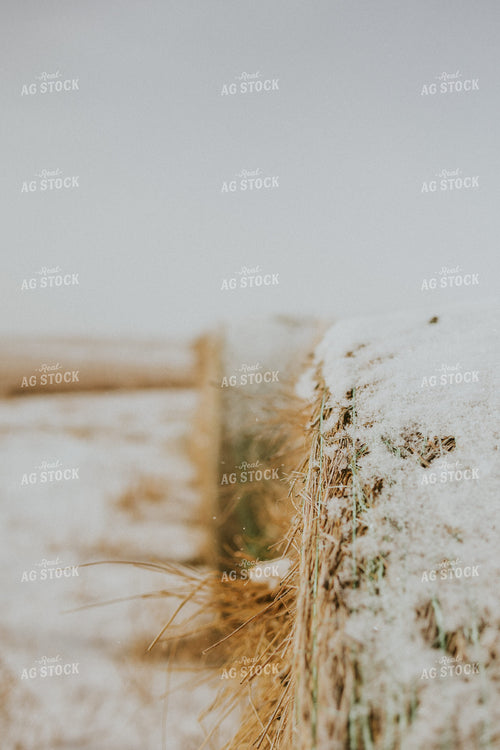 Hay Covered in Snow 61156