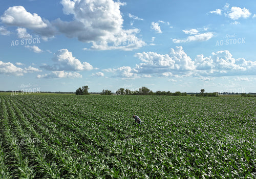 Farmer Checking Midseason Corn Field 141332