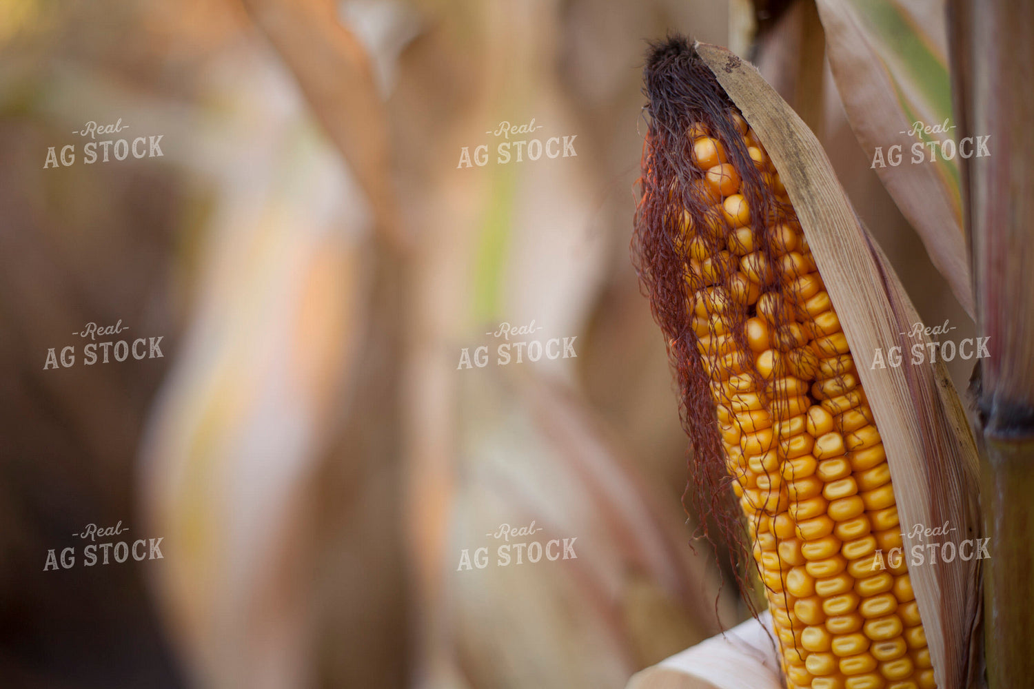 Corn - Dry 1361