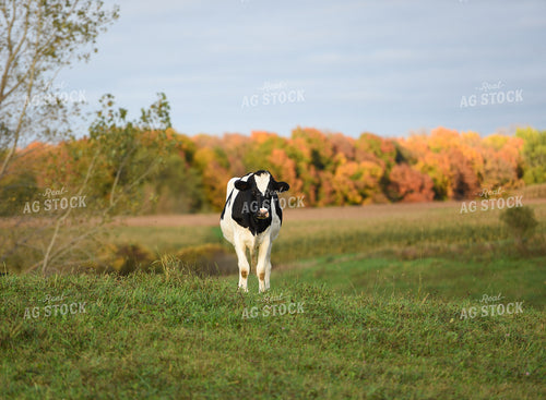 Holstein Cow in Pasture 120005