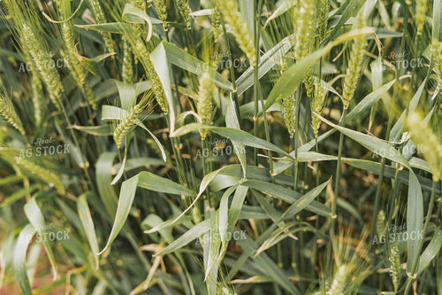 Wheat 91060