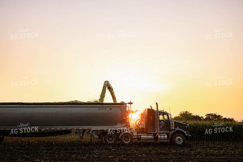 Chopping Corn Silage 152540