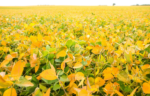 Soybeans Starting to Turn 154007