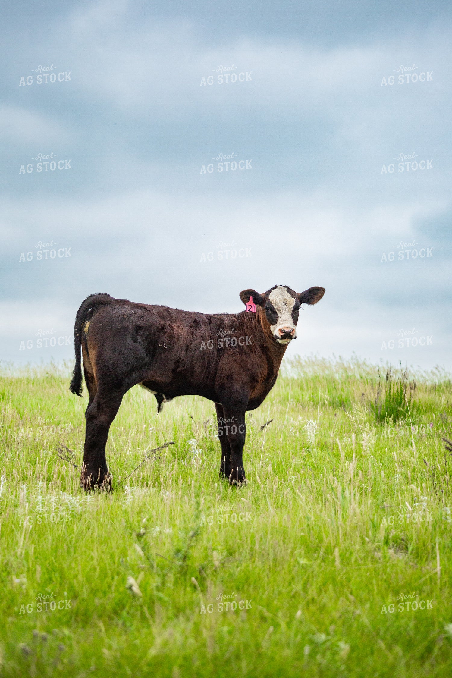 Cattle on Pasture 155653