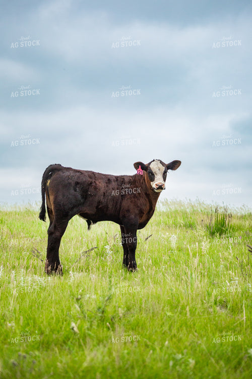 Cattle on Pasture 155653