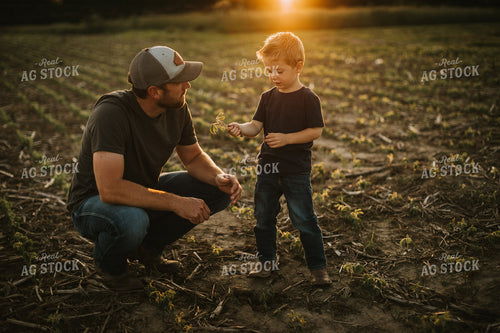 Farmer and Son Digging Up Soybean Plant 6905