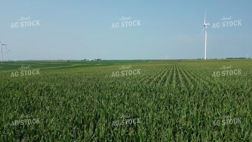 Aerial of Midseason Corn Field 268037