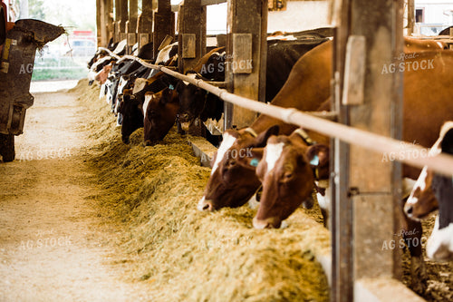 Dairy 2673