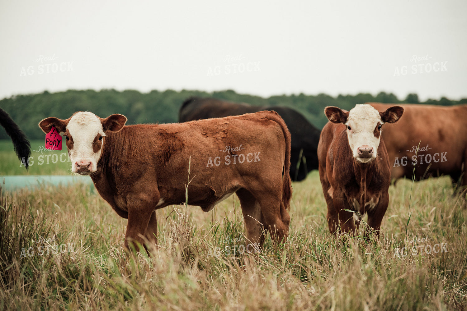 Cattle in Pasture 118019