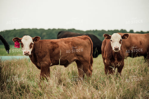 Cattle in Pasture 118019