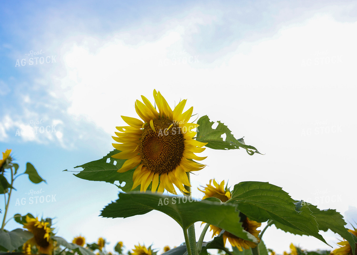 Sunflowers 160167