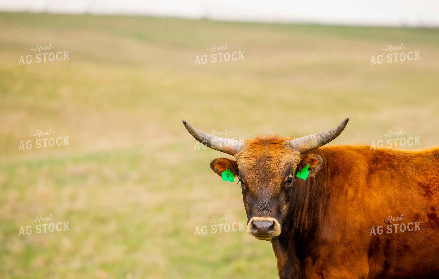 Cachena Cattle 299133