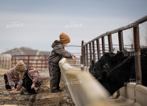 Farm Kids Feeding Cattle 219006