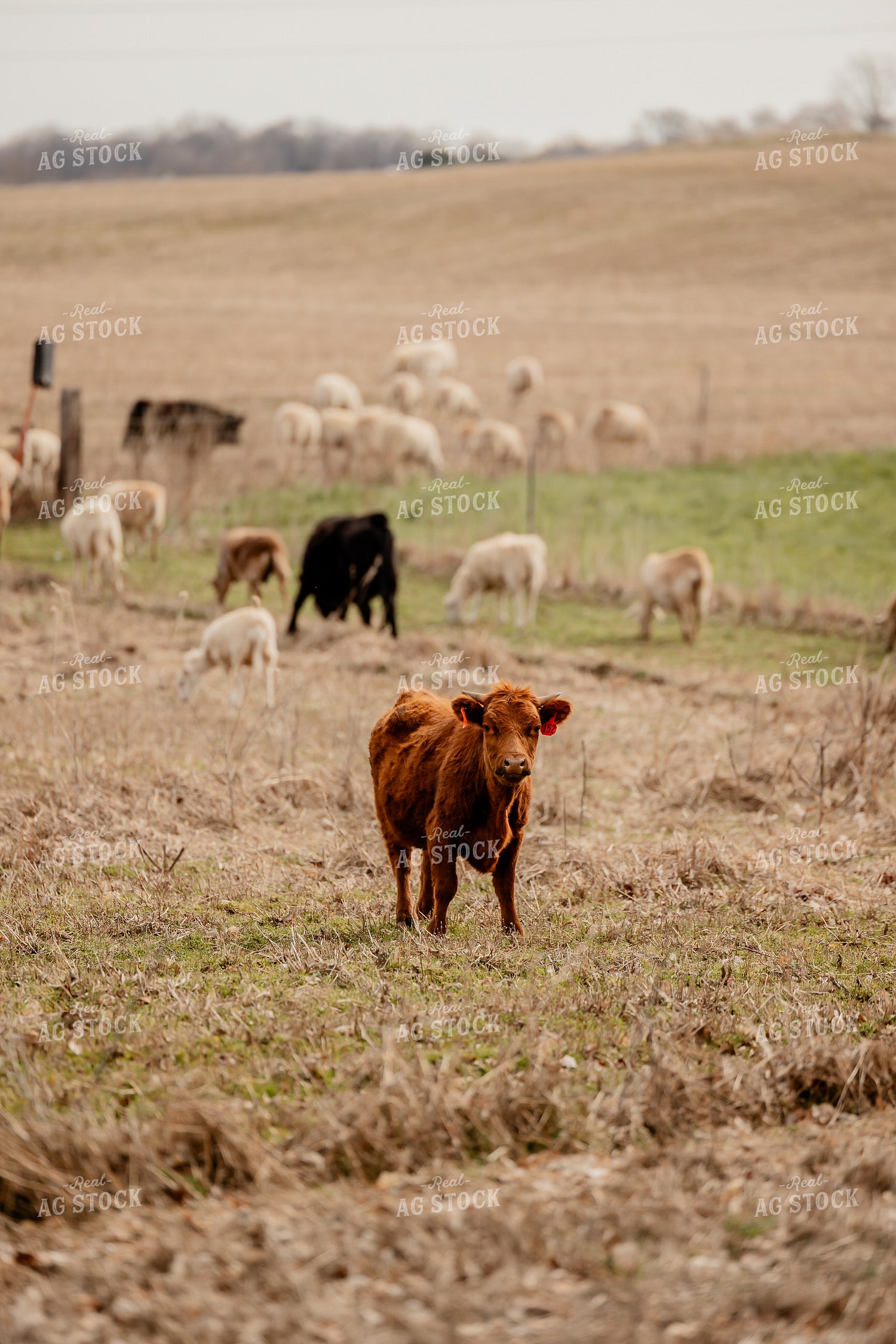 Sheep and Cattle Grazing 104033
