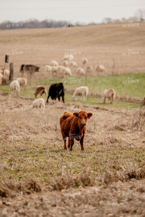 Sheep and Cattle Grazing 104033