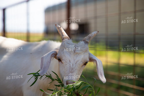 Goat 208066
