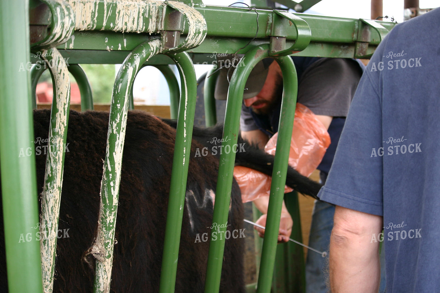 Cow in Chute 130000