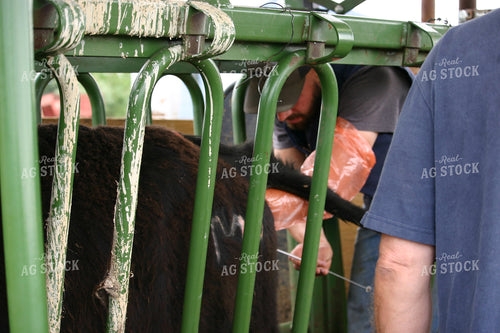 Cow in Chute 130000
